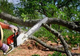 How Our Tree Care Process Works  in Casa De Oro Mount Helix, CA